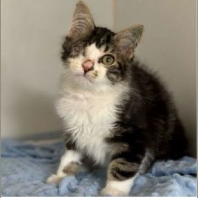 Photo of Winkle *9 Lives Project Rescue*