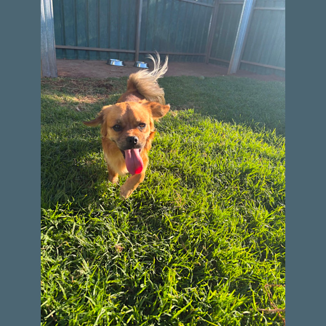 Photo of Barney