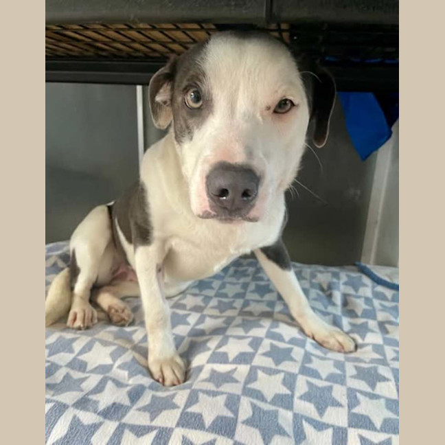 Photo of Shyloh 