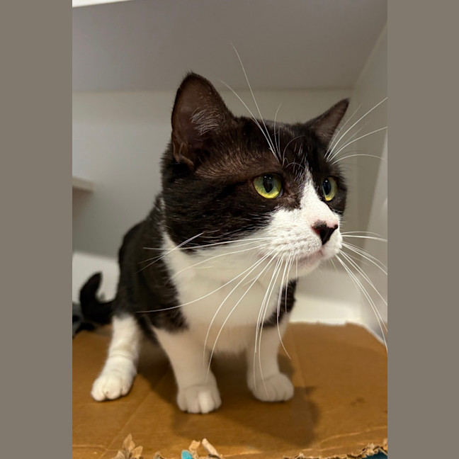 Photo of Oreo