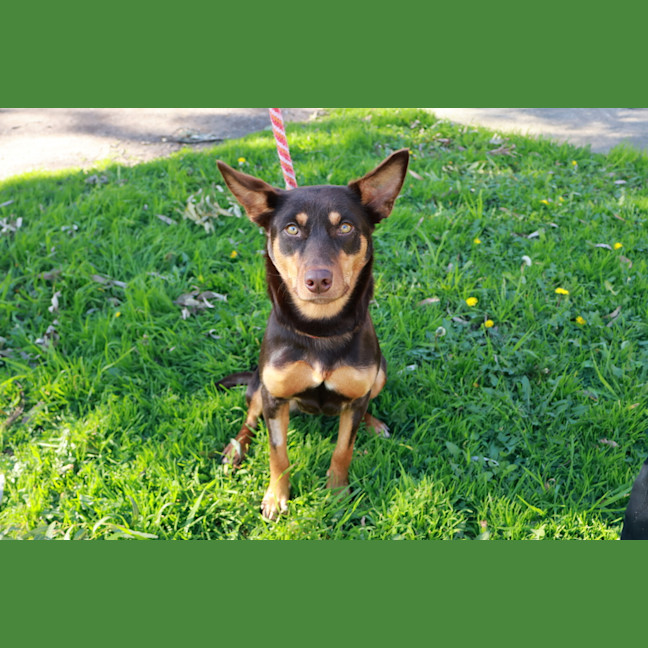 Photo of Ziggy