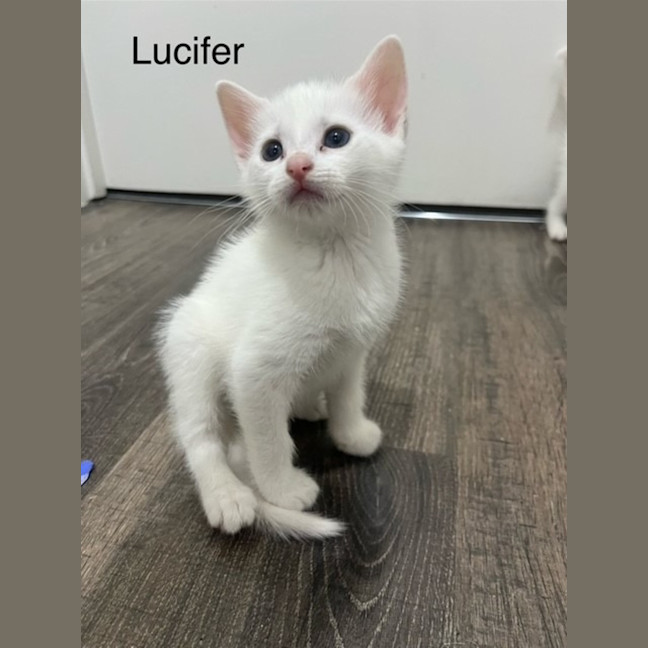 Photo of Lucifer