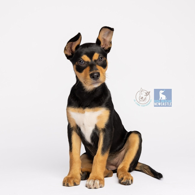 Photo of Gretel   11 Week Old Kelpie X (Trial)