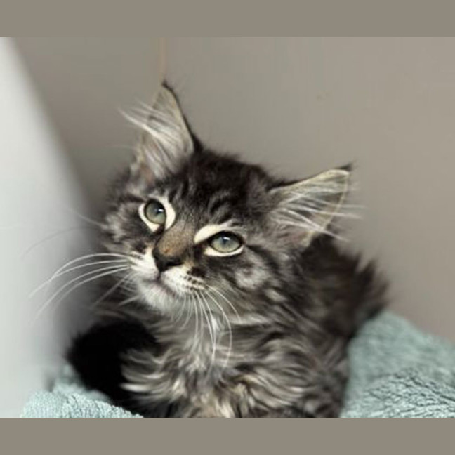 Photo of Chester