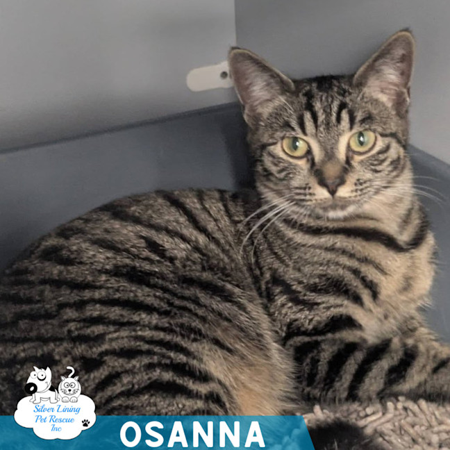 Photo of Osanna