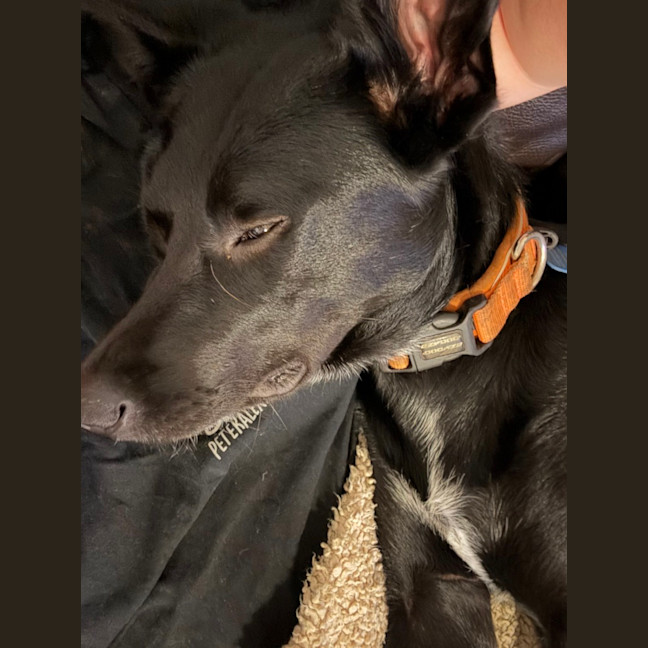 Photo of Max