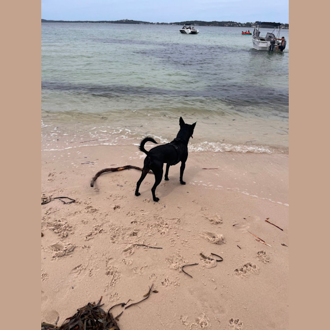 Photo of Remy   2 Year Old Staffy X Kelpie