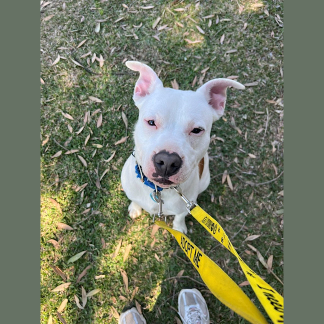 Photo of Blaze