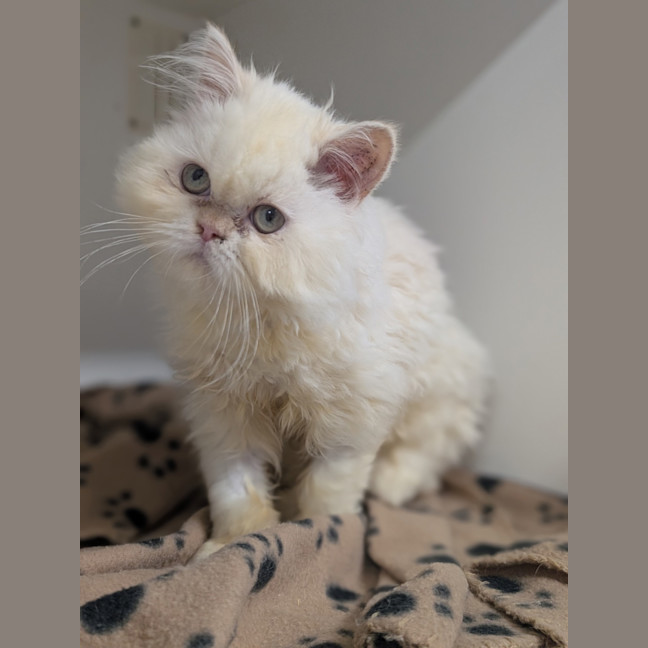 Photo of Gemini (Mello)