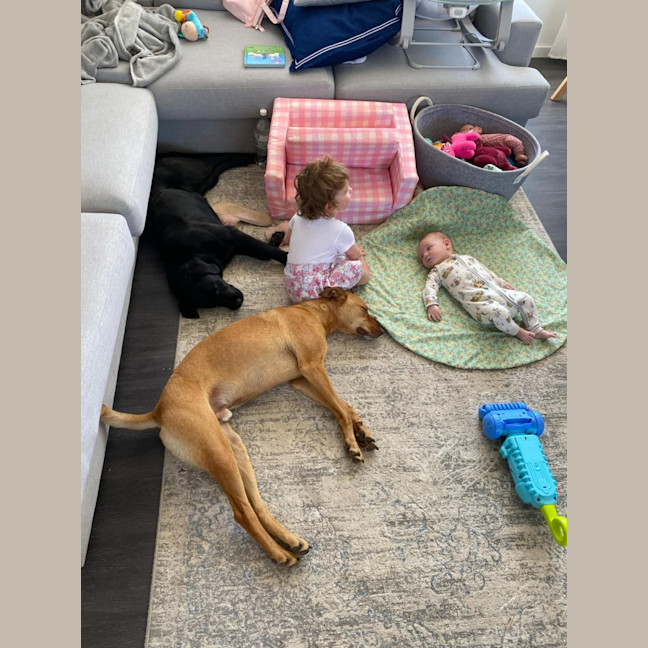 Photo of Skipper   3 Year Old Kelpie X (Trial)