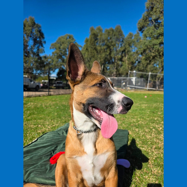 Photo of Jester