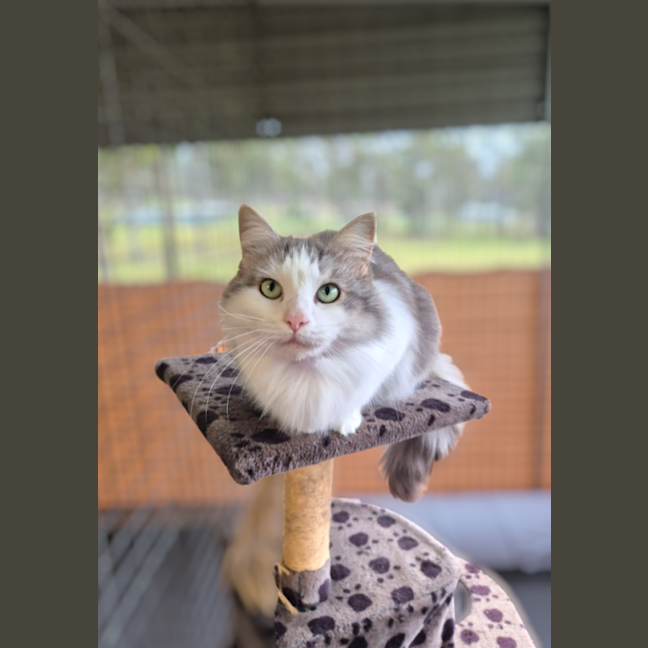Photo of Nala