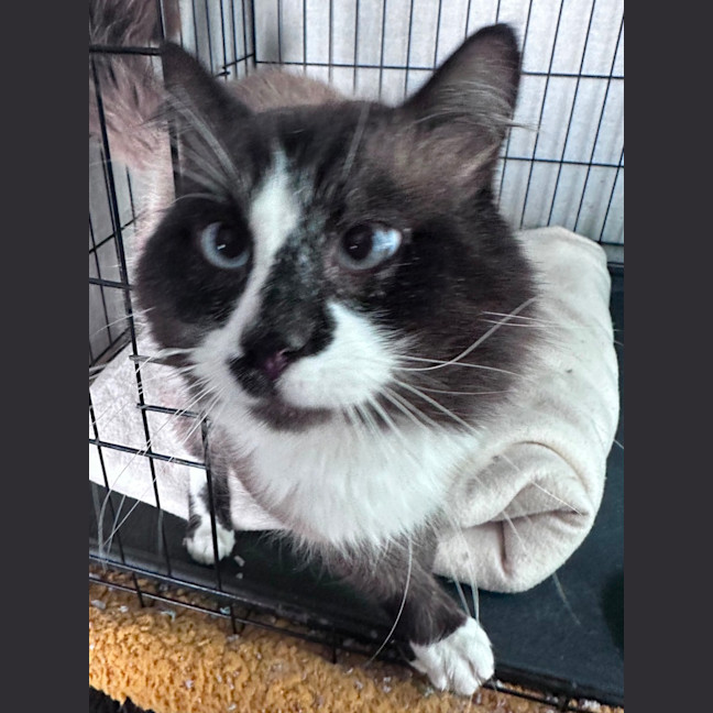 Photo of Hank 