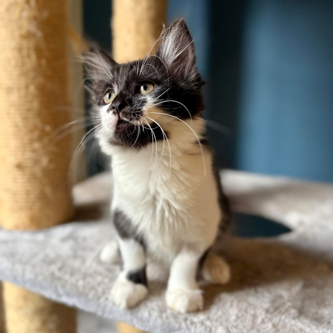 Photo of Puffin   Located In Templestowe