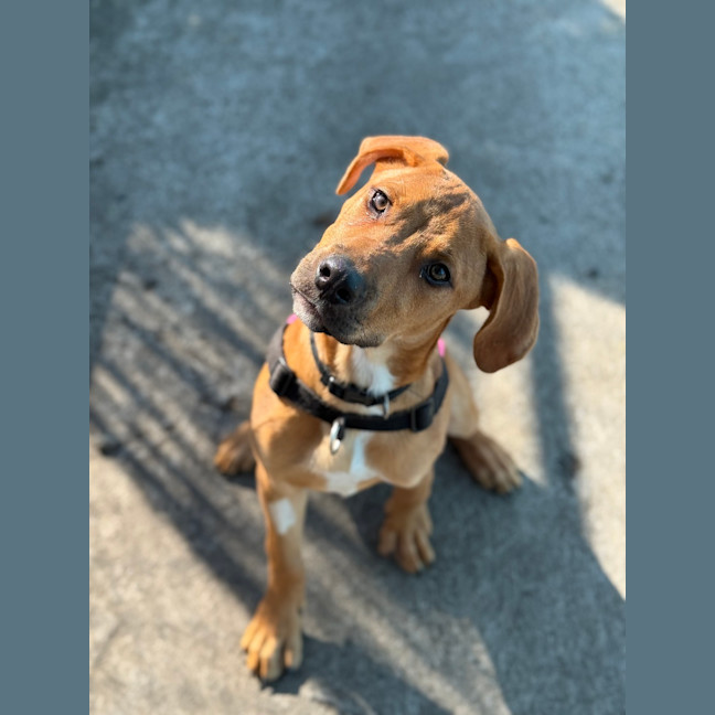 Photo of Bruno