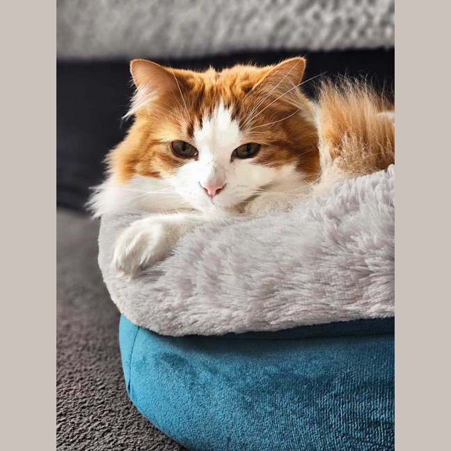 Photo of Zoe & Simba