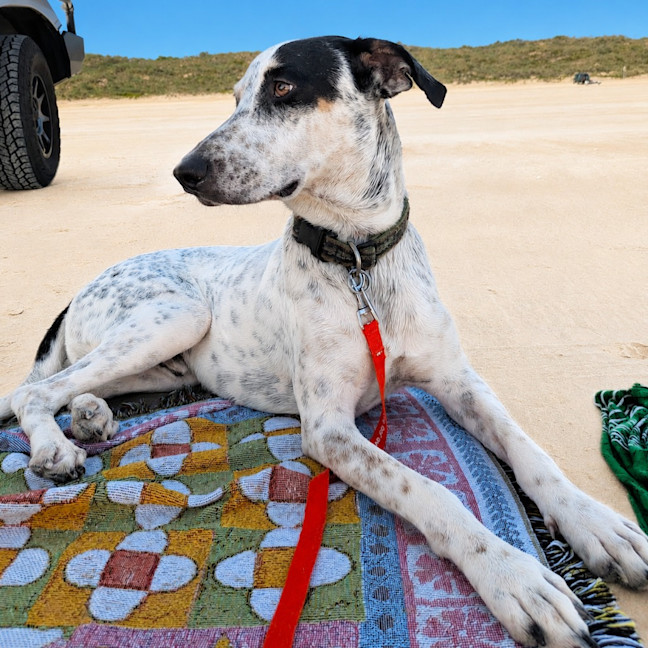 Photo of Ace