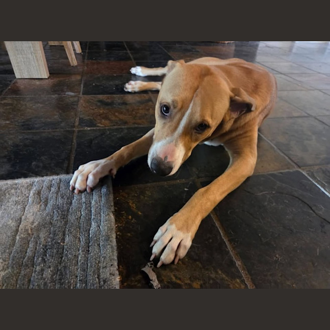Photo of Chase 