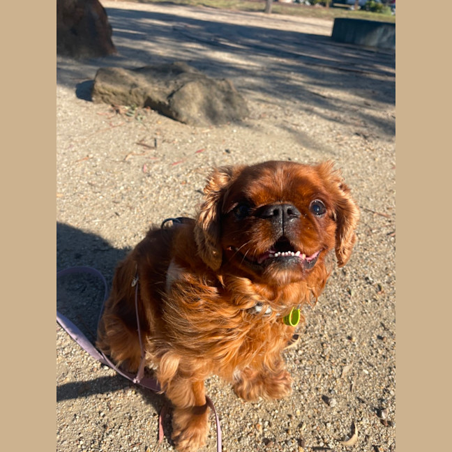 Photo of Muppet