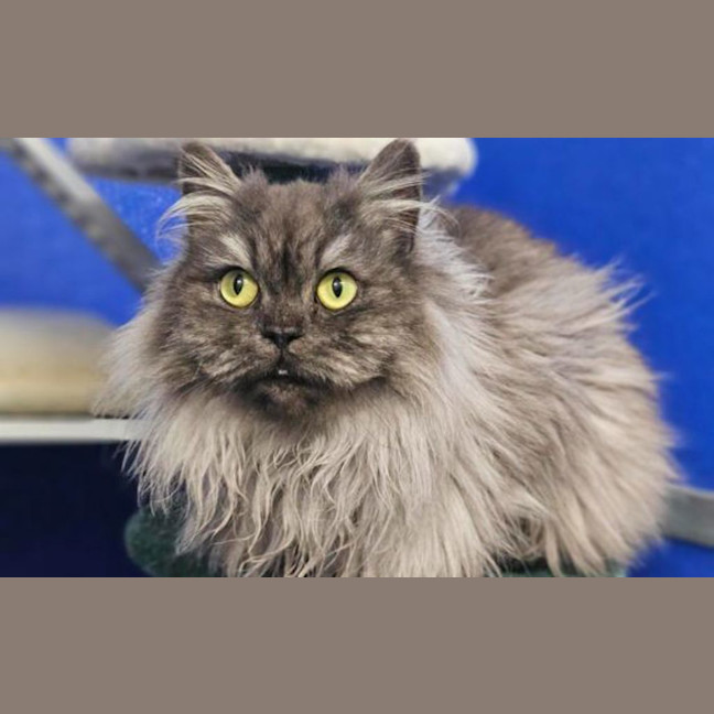 Photo of Lady Anastasia