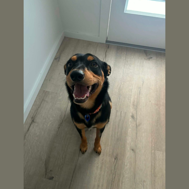 Photo of Rasem   10 Month Old Kelpie