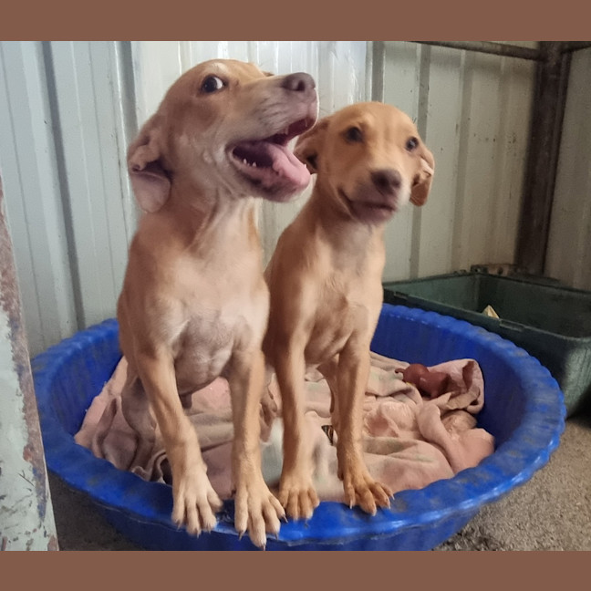 Photo of Tip (Tippy)