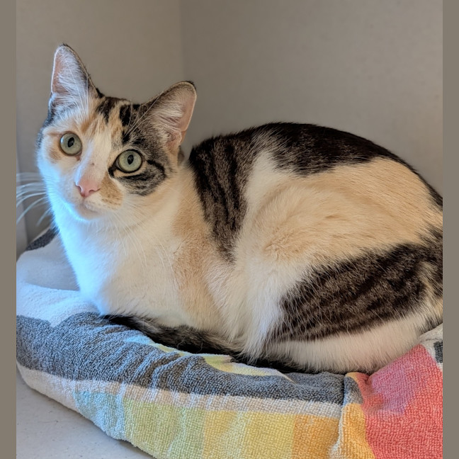 Photo of Seraphina