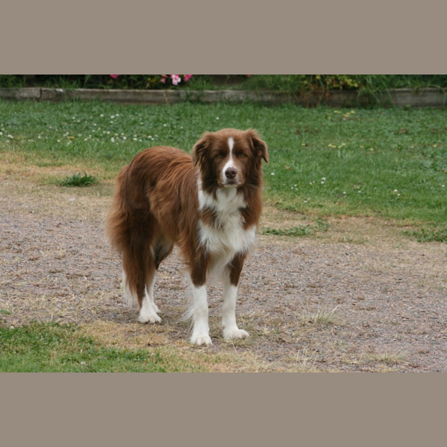 Photo of Beau
