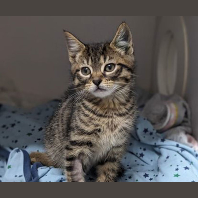 Photo of Bullet