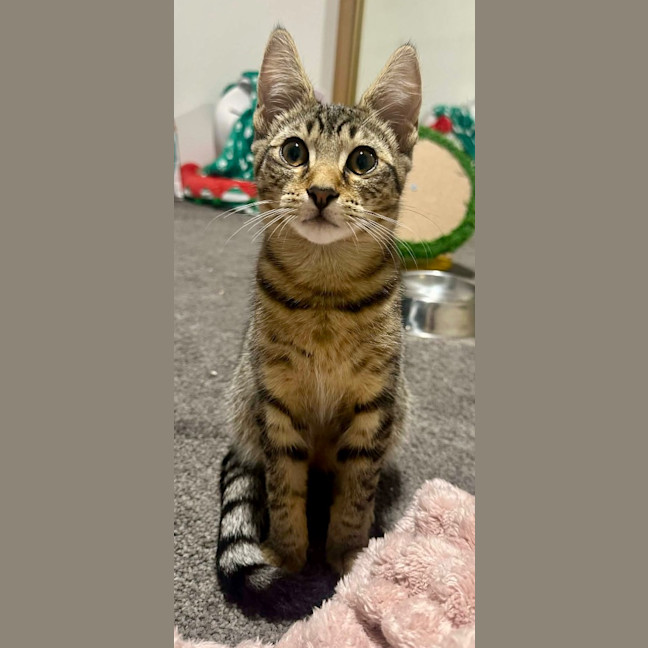 Photo of Tobias Torrens