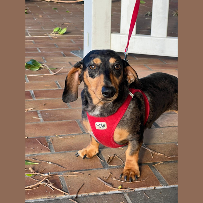 Photo of Morris   2 Year Old Dachshund 