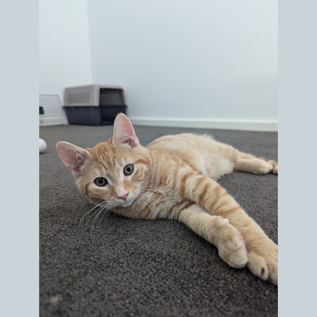 Photo of Flame