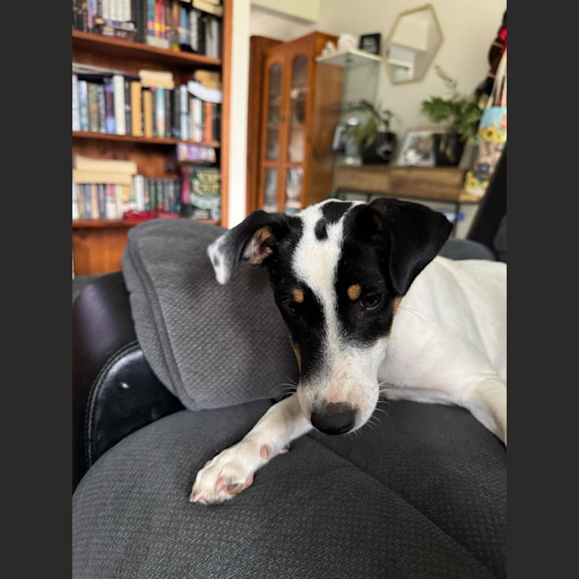 Photo of Andy   5 Month Old Jack Russell X Fox Terrier (Tri