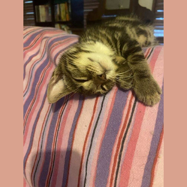 Photo of Jake The Dog