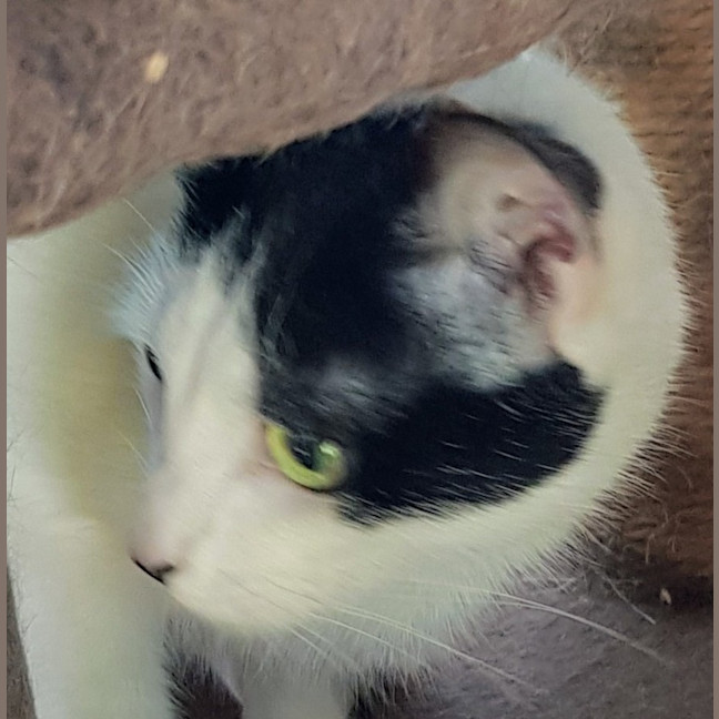 Photo of May   Now At Pet Quarters Broadmeadow