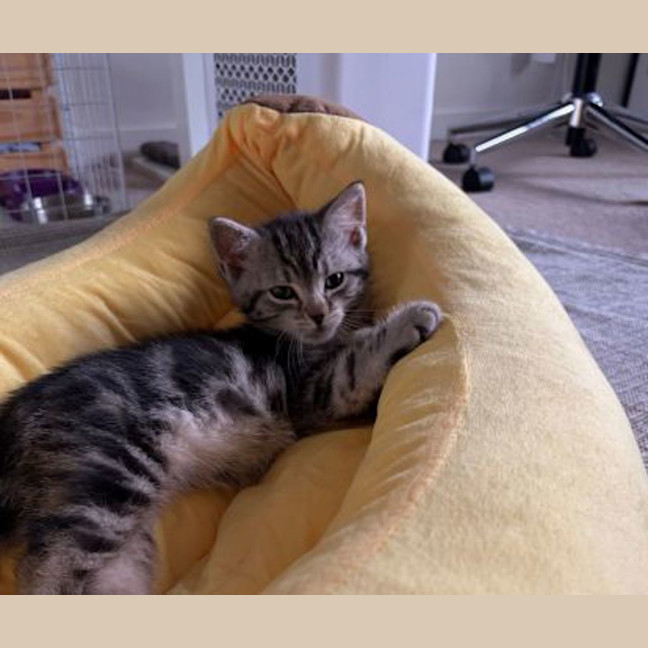 Photo of Cleo