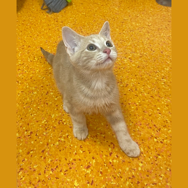 Photo of Dusty