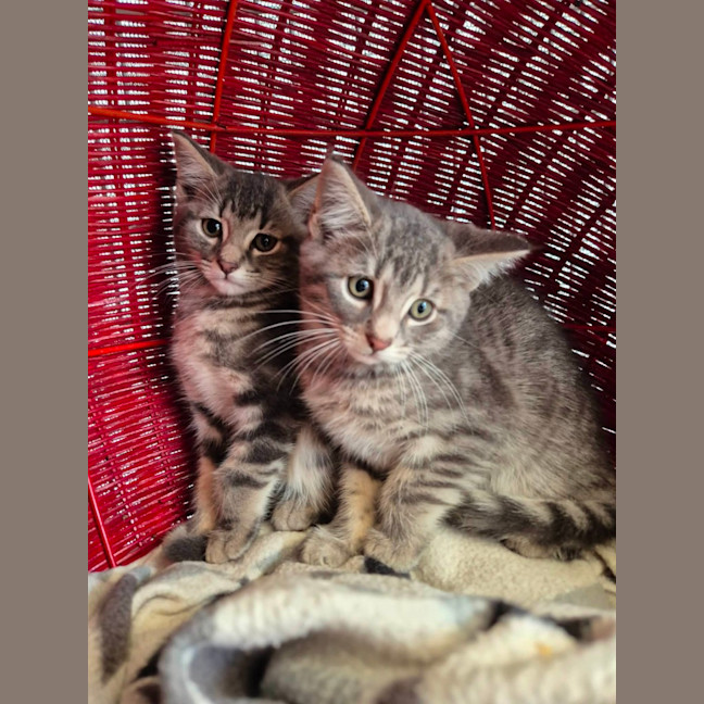 Photo of Dexter!🐈