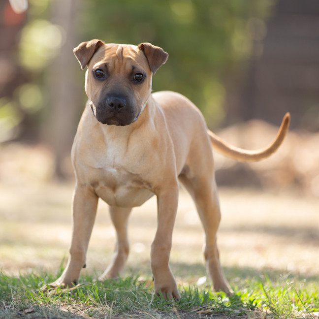 Photo of Toffee (Lemon)