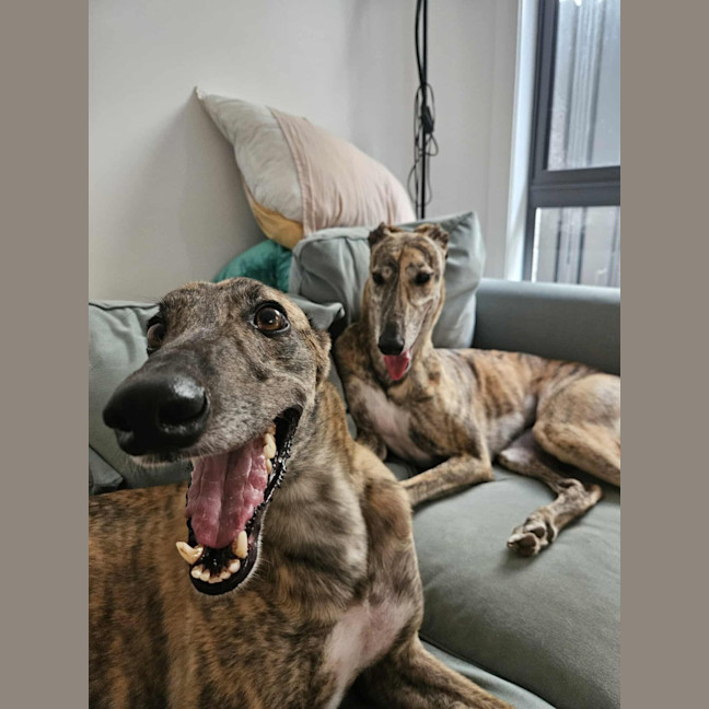 Photo of Mary, The Greyhound