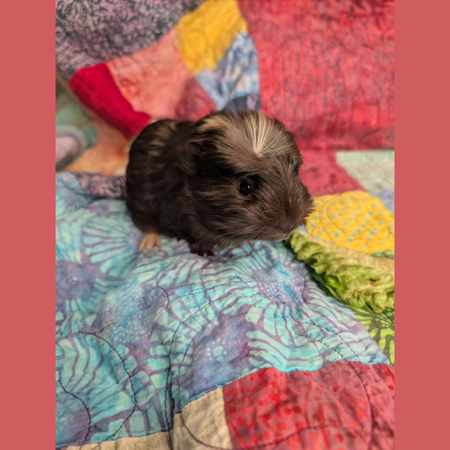 Photo of Comet