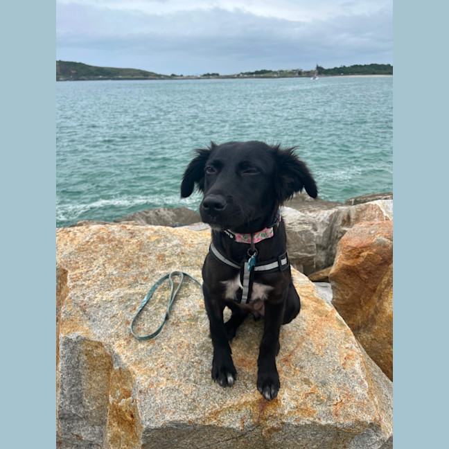 Photo of Piper