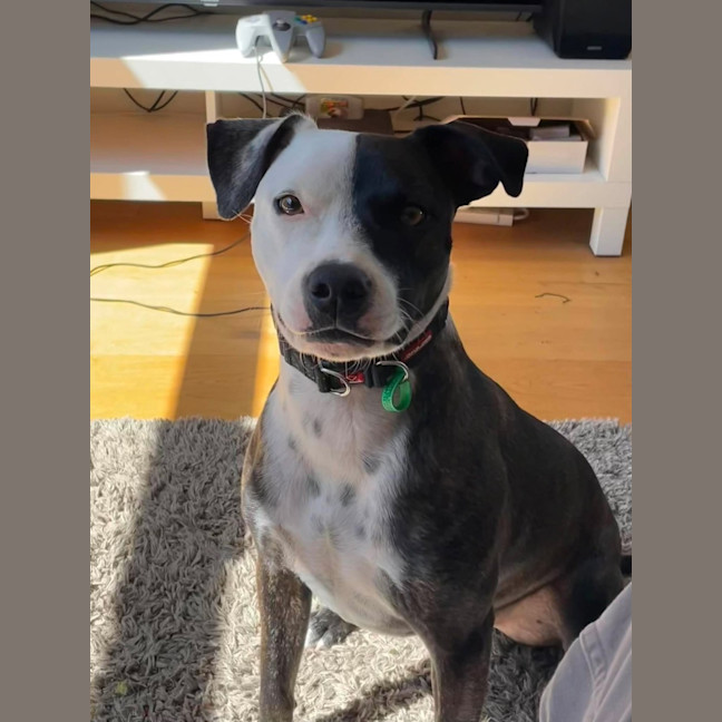 Photo of Rocky "Urgent Foster Carer Needed"