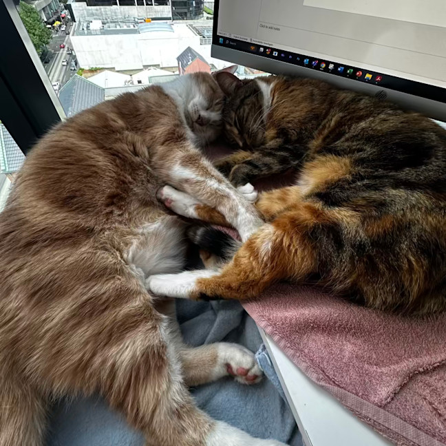 Photo of Nala & Bowie