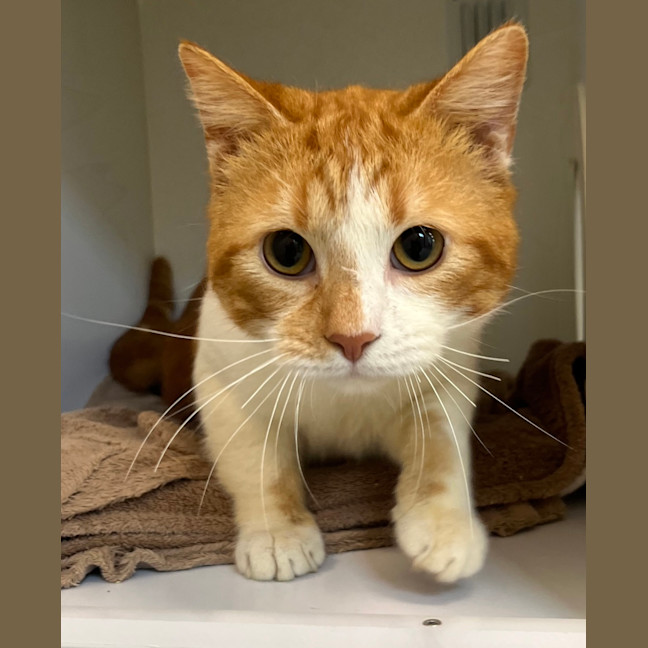 Photo of Shawn Mendes