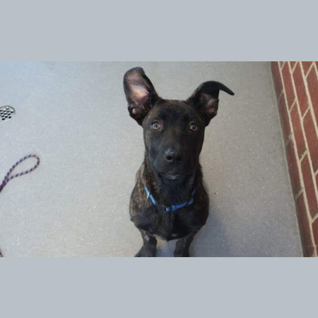 Photo of Koda