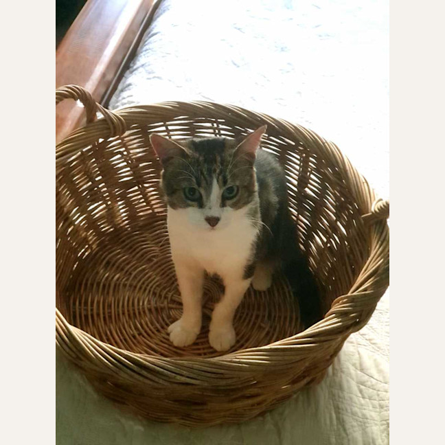 Photo of Chester