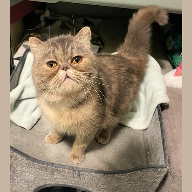 Photo of 🌺Sakura🌺