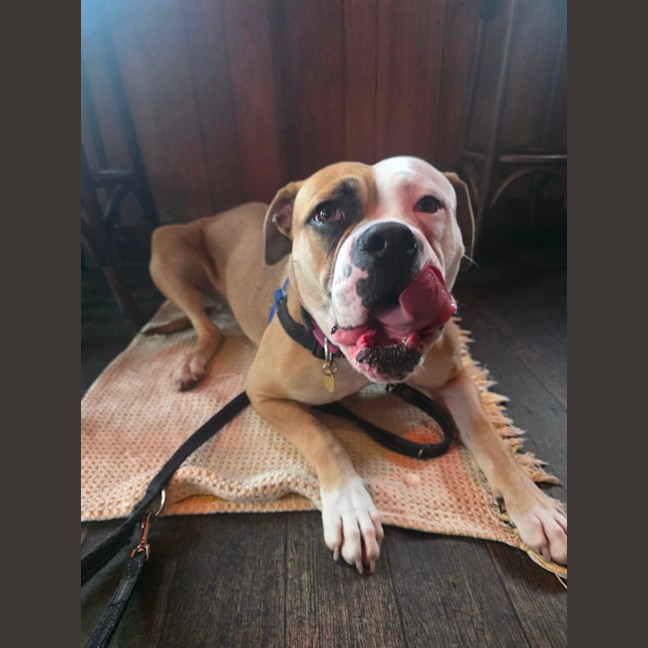Photo of Harlow