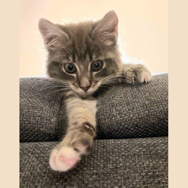 Photo of Ziggy